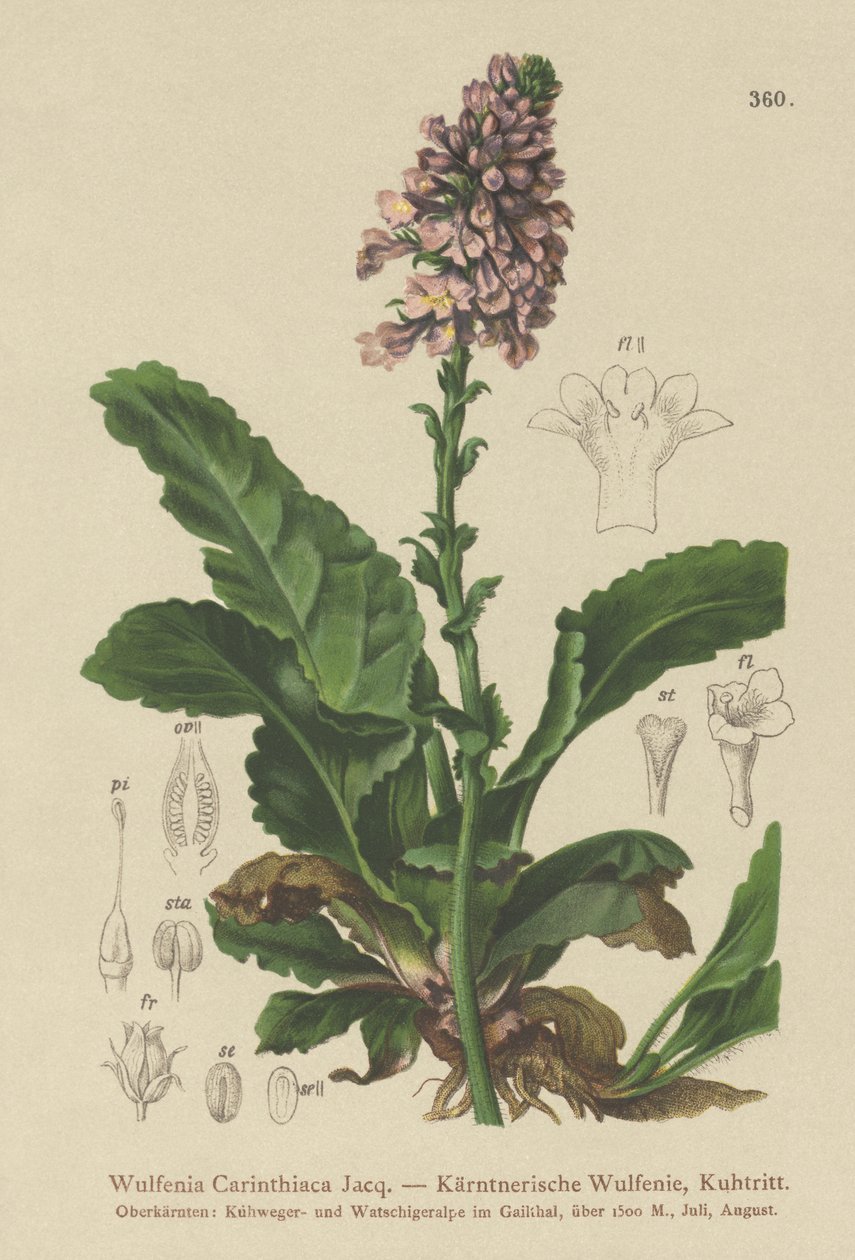 Wulfenia (Wulfenia Carinthiaca) tekijältä German School
