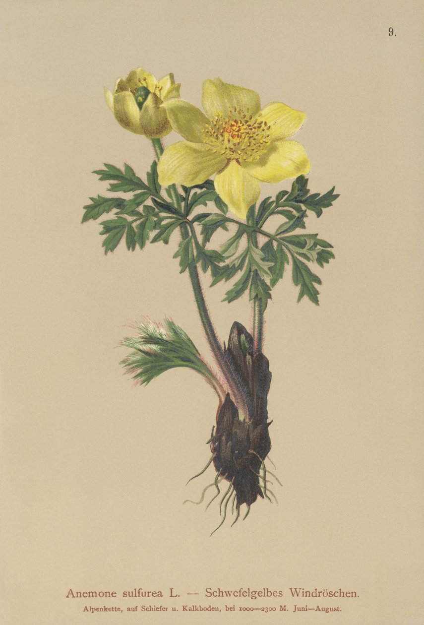 Keltainen anemone (Anemone sulphurea, Anemone sulphurea, Pulsatilla alpina) tekijältä German School