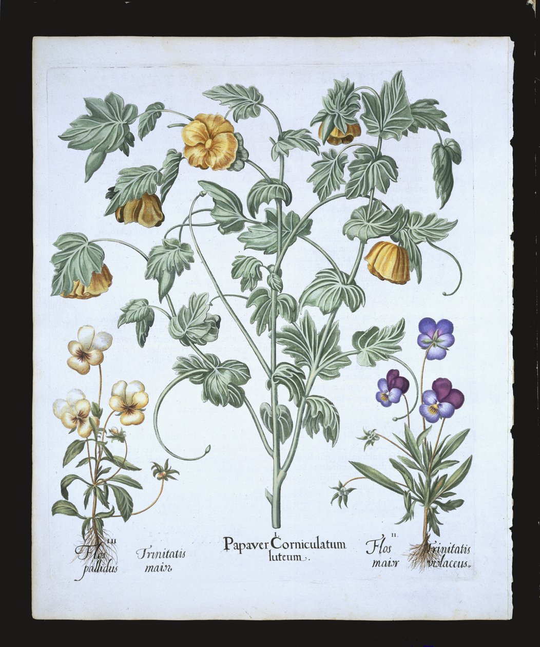 Keltainen unikko, Basil Beslerin (1561-1629) Hortus Eystettensisistä, pub. 1613 (käsinvärinen kaiverrus) tekijältä German School