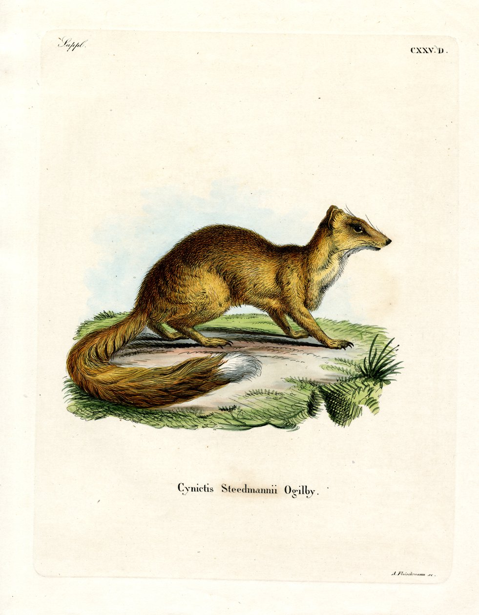 Keltainen Mongoose (värillinen kaiverrus) tekijältä German School