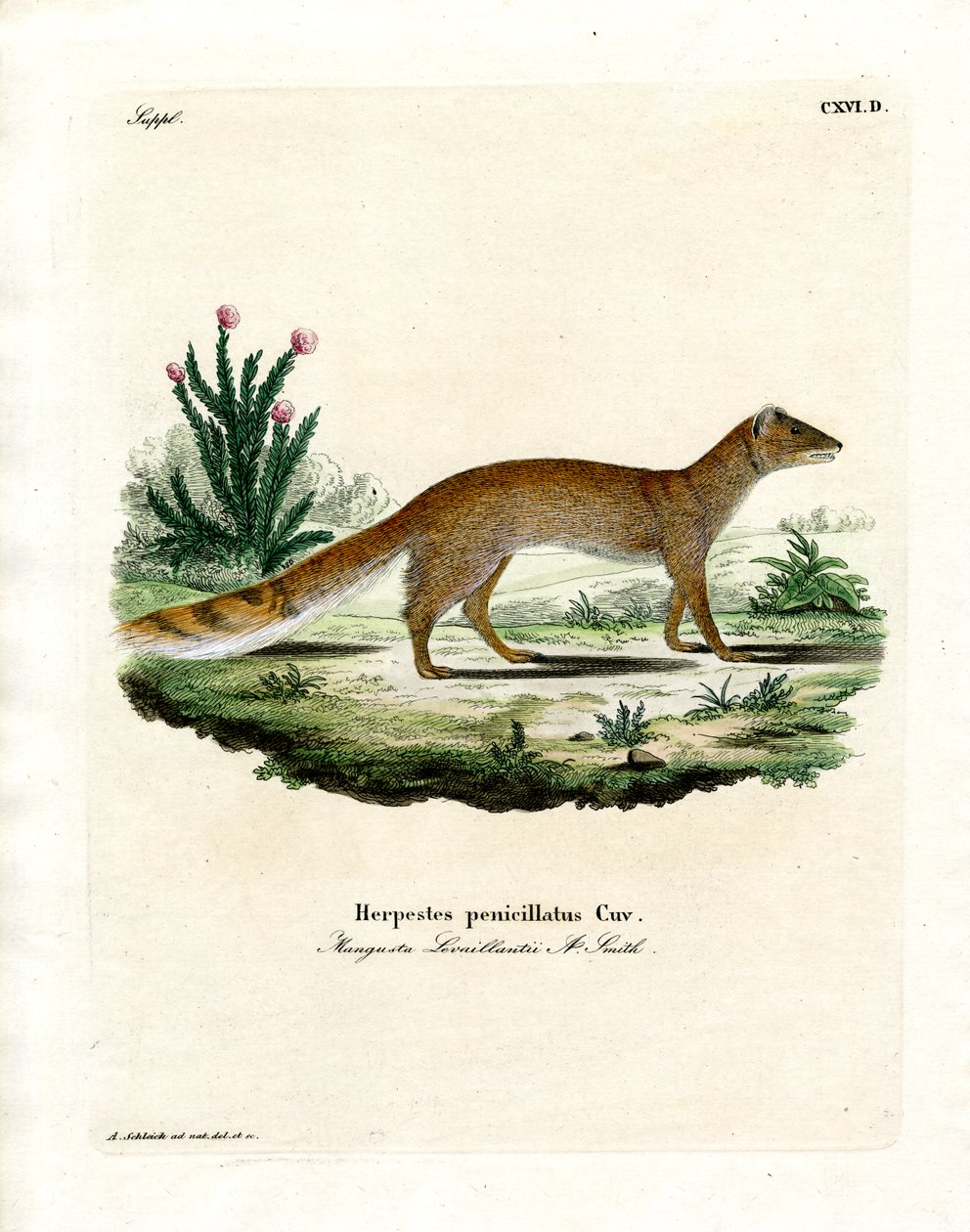 Keltainen Mongoose (värillinen kaiverrus) tekijältä German School