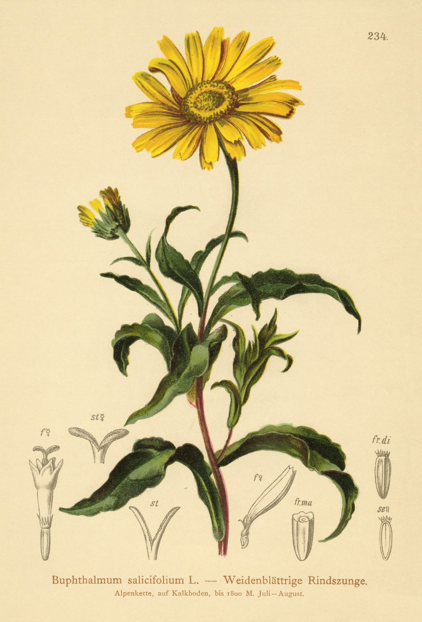 Keltainen häränsilmä (Buphthalmum salicifolium) tekijältä German School