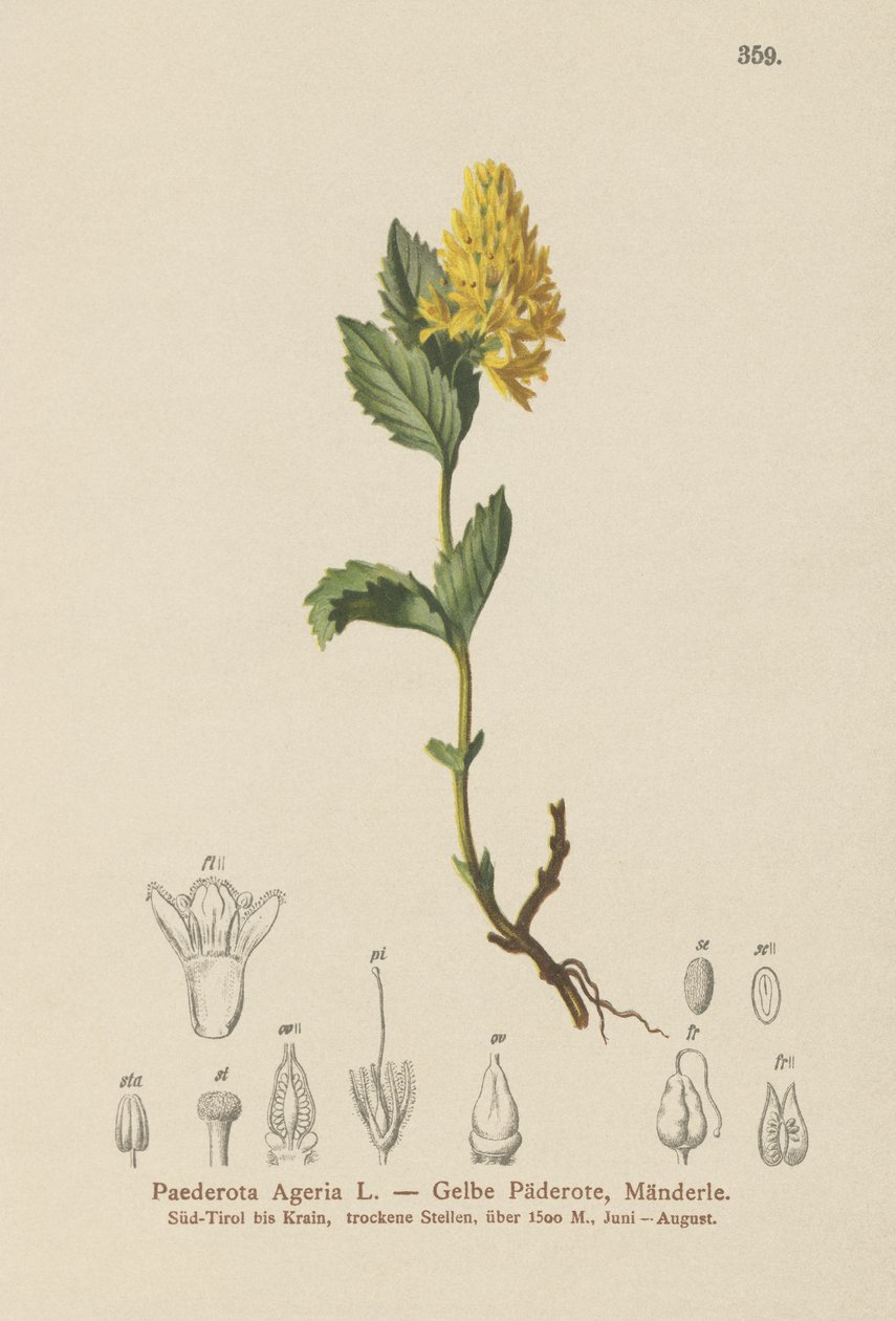 Keltainen Paederota (Paederota Ageria, Paederota lutea) tekijältä German School
