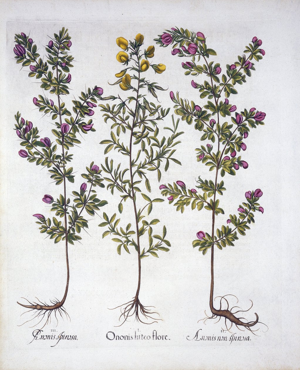 Yellow Rest-Harrow, Pink Rest-Harrow ja Pink Thorny Rest-Harrow, Hortus Eystettensis, kirjoittanut Basil Besler (1561-1629), pub. 1613 (käsinvärinen kaiverrus) tekijältä German School