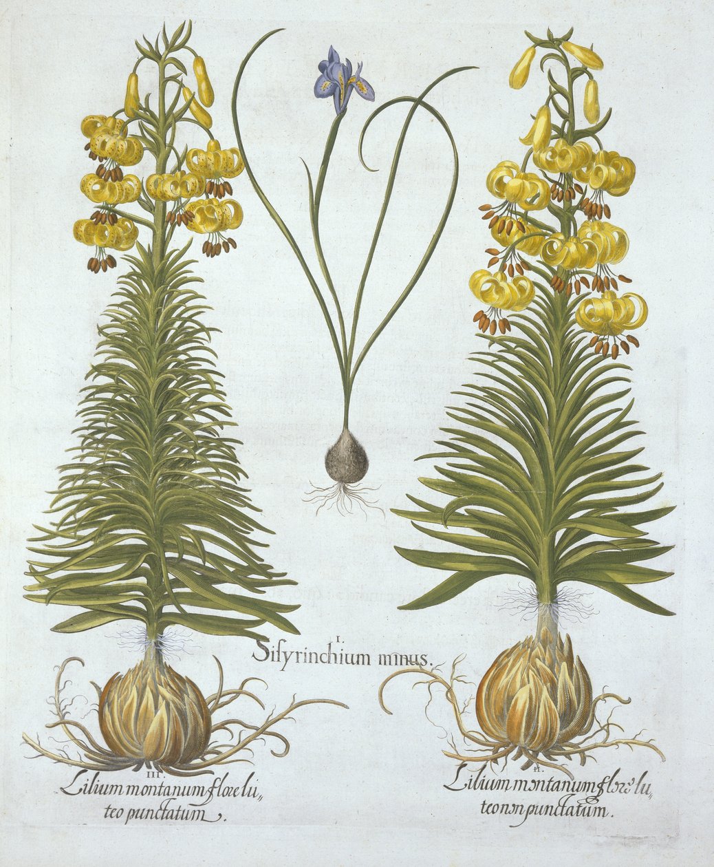 Keltainen kalkkililja sipulilla ja kääpiösinisilmäinen ruoho, Hortus Eystettensis, kirjoittaja Basil Besler (1561-1629), pub. 1613 (käsinvärinen kaiverrus) tekijältä German School