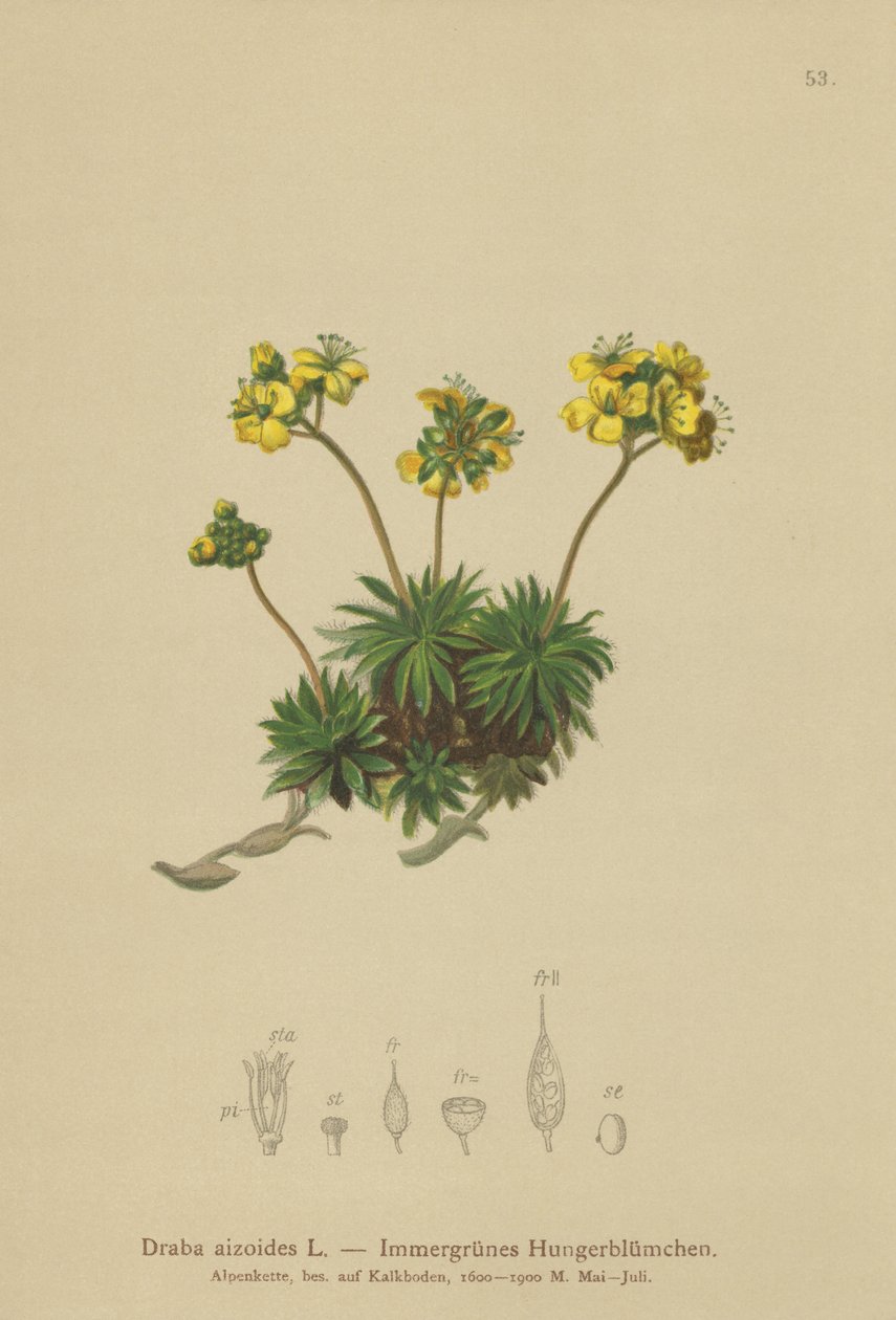 Keltainen Whitlow-ruoho (Draba aizoides) tekijältä German School