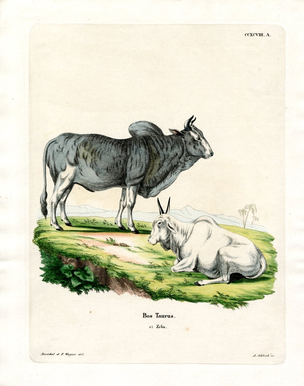 Zebu (värillinen kaiverrus) tekijältä German School