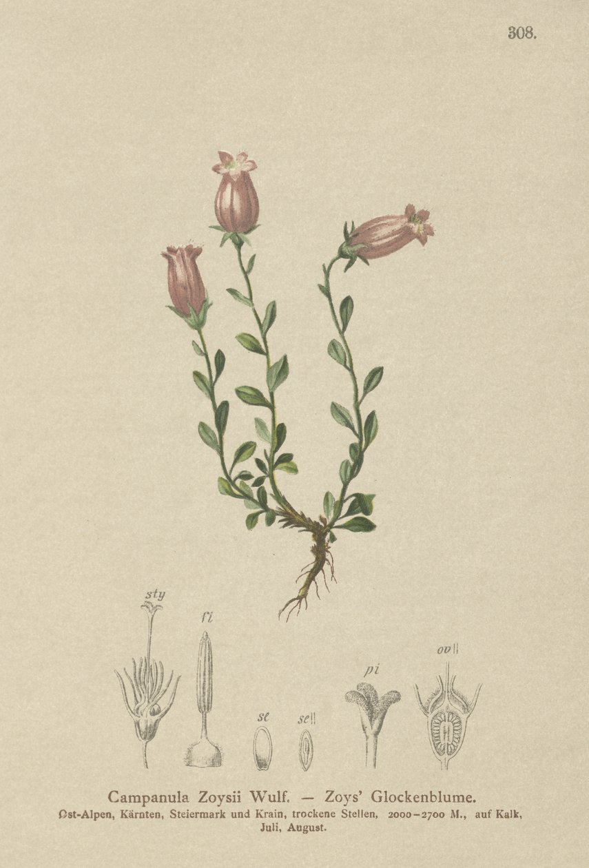 Zois kellokukka (Campanula Zoysii) tekijältä German School