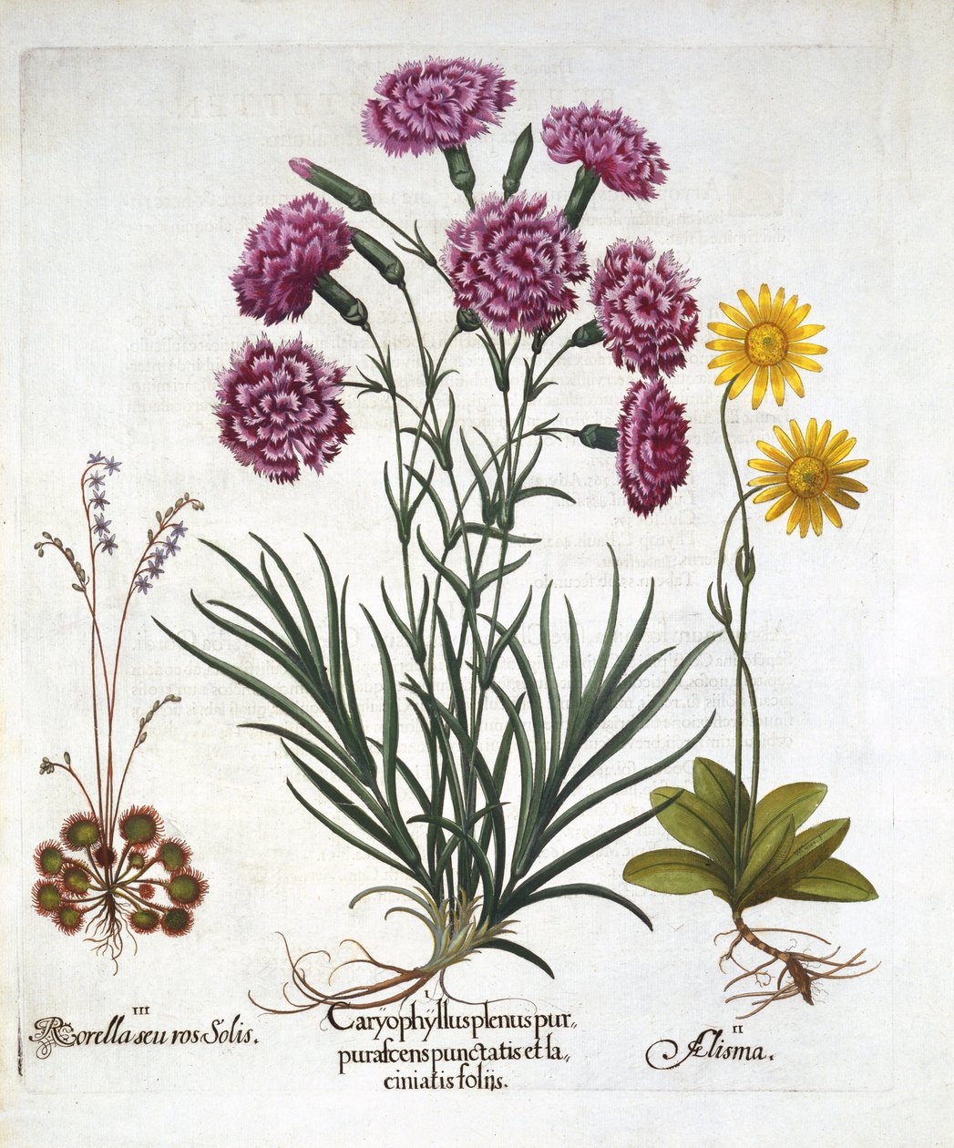 i. Neilikka, Diantius, ii. Arnica & iii. Round Leaved Sundew, Hortus Eystettensis, kirjoittanut Basil Besler (1561-1629) pub. 1613 tekijältä German School