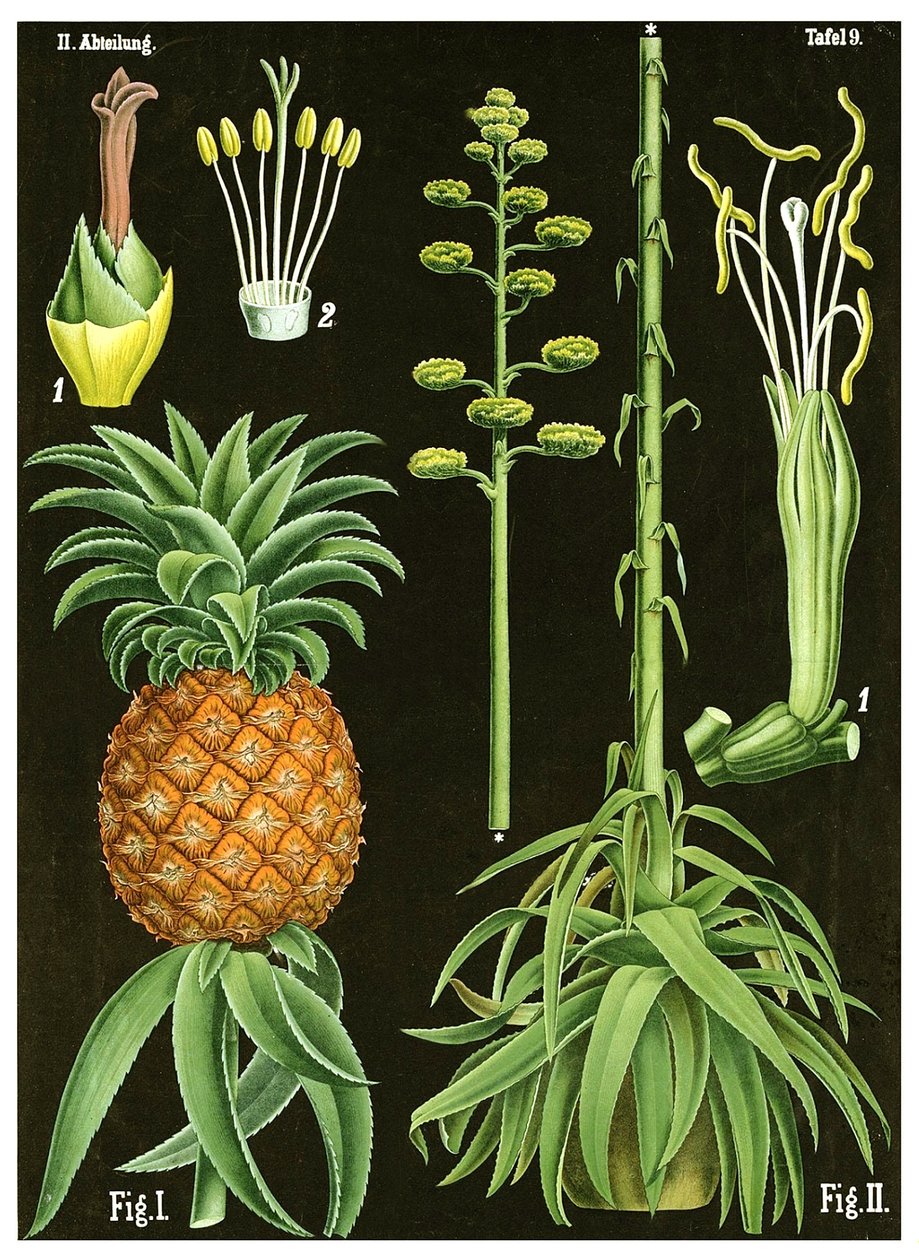 ananas tekijältä German School