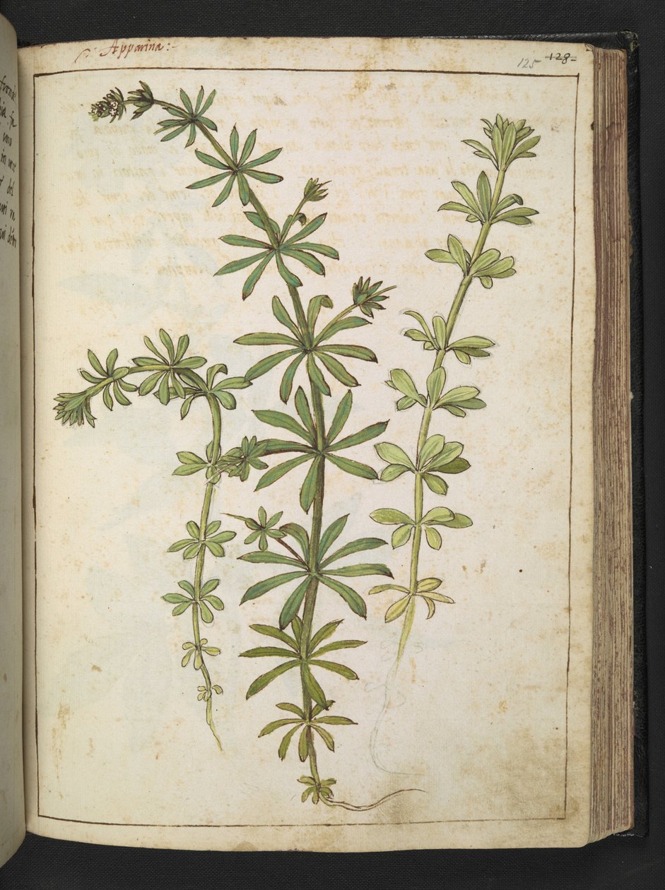 Vihreitä lehtiä sisältävä kasvi, Gherardo Cibon "Paintings of Flora of the Roman States", Add MS 22333, f125r, n. 1564-84 (akvarelli ja guassi paperille) tekijältä Gherardo Cibo