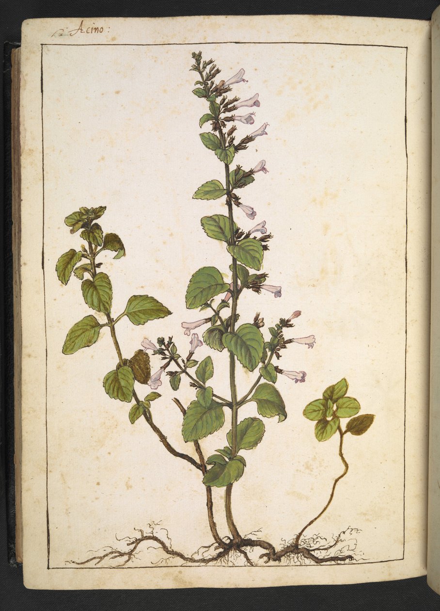 Acinos, Clinopodium: Monivuotinen puumainen kasvi, jossa on putkimaisia kukkia, Gherardo Cibon "Paintings of Flora of the Flora of the Roman States", Add MS 22333, f175v, n. 1564-84 (akvarelli & guassi paperille) tekijältä Gherardo Cibo