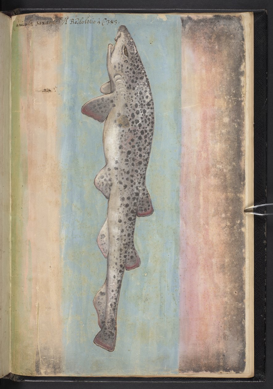Lisää MS 22333 f.66r, Fish, julkaisusta Paintings of flora of the Roman States, n. 1564-1584 (akvarelli ja guassi paperille) tekijältä Gherardo Cibo