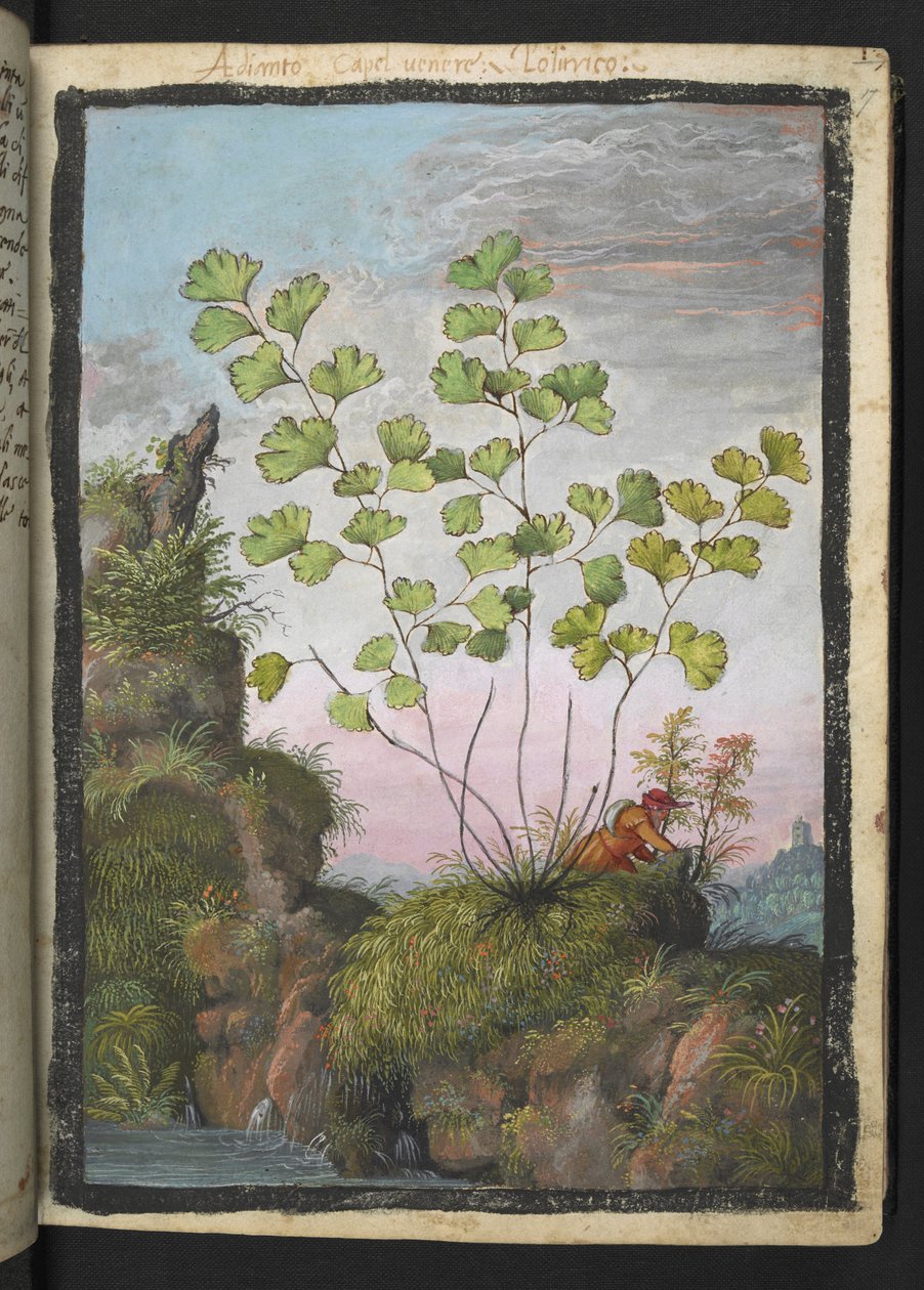 Adiantum capillus-veneris, Gherardo Cibon "Rooman valtioiden kasviston maalauksista", Add MS 22333, f017r, n. 1564-84 (akvarelli ja guassi paperille) tekijältä Gherardo Cibo