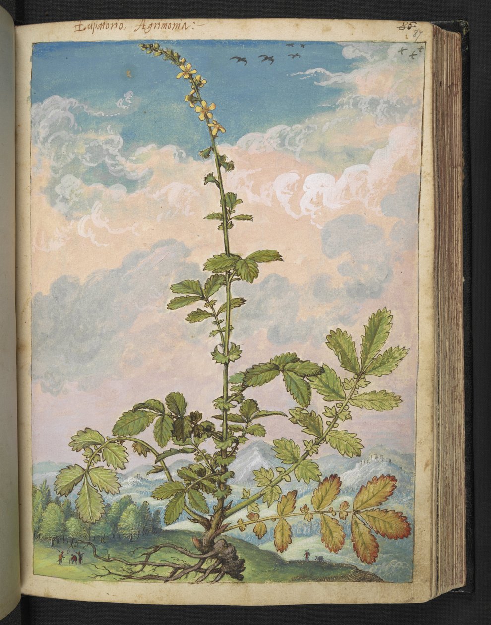 Agrimonia eupatoria, Gherardo Cibon "Rooman valtioiden kasviston maalauksista", Lisää MS 22333, f087r, n. 1564-84 (akvarelli ja guassi paperille) tekijältä Gherardo Cibo