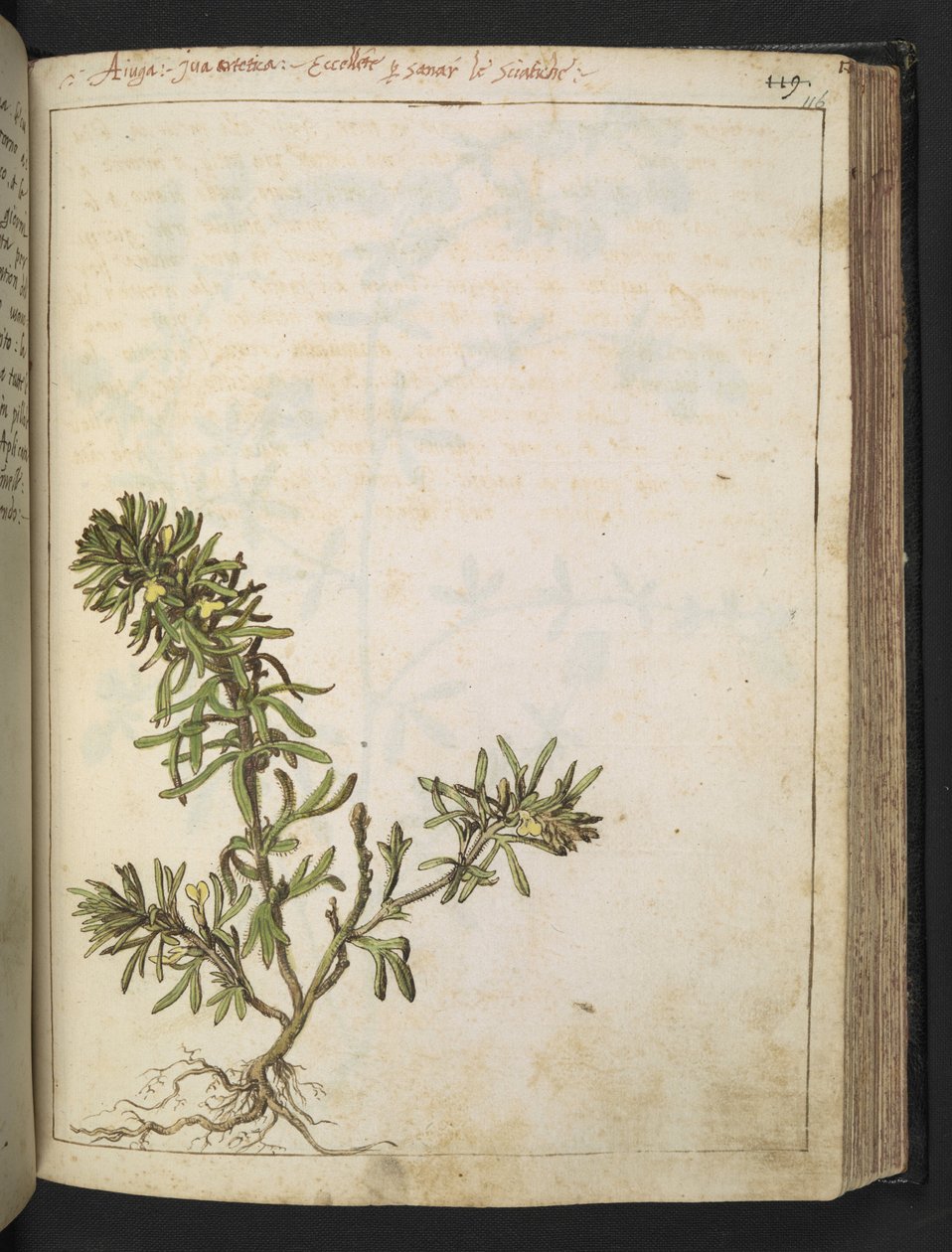 Ajuga chamaepitys: Kasvi, jossa on vihreitä lehtiä ja keltaisia kukkia, Gherardo Cibon teoksesta "Paintings of Flora of the Roman States", Add MS 22333, f116r, c.1564-84 (akvarelli ja guassi paperille) tekijältä Gherardo Cibo