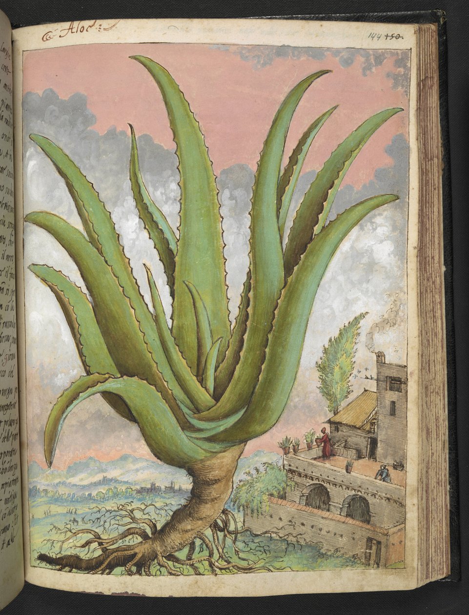 Aloe vera, Gherardo Cibon "Paintings of Flora of the Roman States", Add MS 22333, f144r, n. 1564-84 (akvarelli & guassi paperille) tekijältä Gherardo Cibo