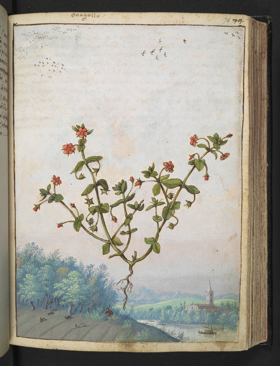 Anagalis arvensis: punakukkainen kasvi, Gherardo Cibon "Paintings of Flora of the Roman States" -julkaisusta, Add MS 22333, f074r, n. 1564-84 (akvarelli ja guassi paperille) tekijältä Gherardo Cibo