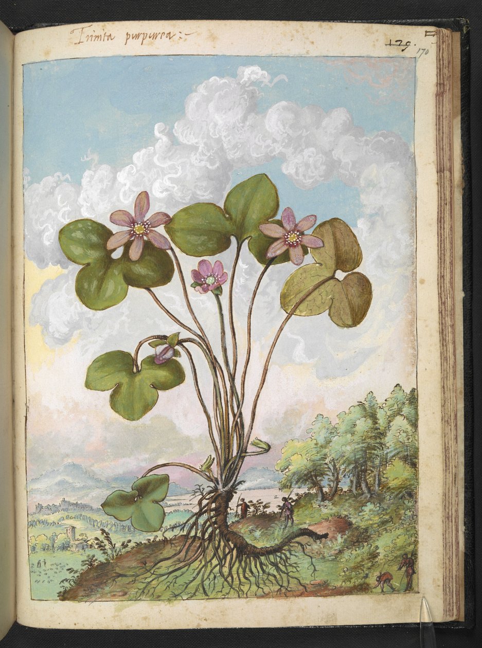 Anemone hepatica: Kasvi vaaleanpunaisilla terälehdillä, Gherardo Cibon teoksesta Paintings of Flora of the Roman States, Add MS 22333, f170r, c.1564-84 (akvarelli ja guassi paperille) tekijältä Gherardo Cibo