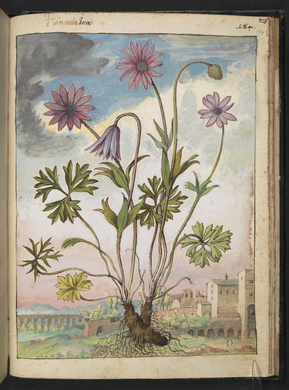 Anemone hortensis, Gherardo Cibon "Paintings of Flora of the Flora of the Roman States", Add MS 22333, f174r, n. 1564-84 (akvarelli & guassi paperille) tekijältä Gherardo Cibo