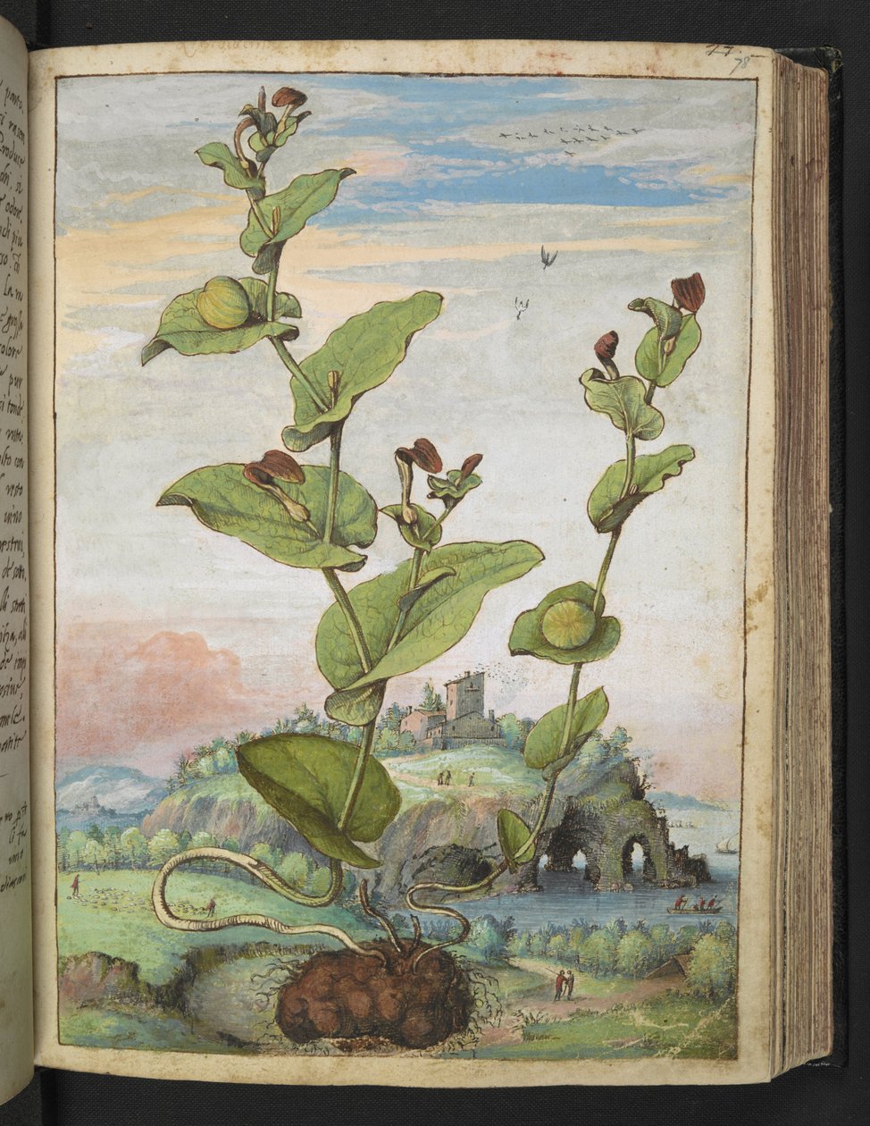 Aristolochia rotunda: Hedelmäkasvi, Gherardo Cibon "Maalauksia Rooman valtioiden kasvillisuudesta", Lisää MS 22333, f078r, n. 1564-84 (akvarelli ja guassi paperille) tekijältä Gherardo Cibo