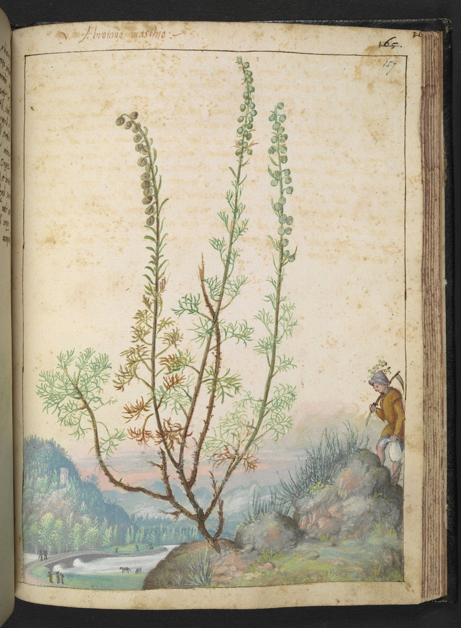 Artemisia abrotanum (eteläpuu), Gherardo Cibon teoksesta "Paintings of Flora of the Roman States", Add MS 22333, f157r, c.1564-84 (akvarelli & guassi paperille) tekijältä Gherardo Cibo