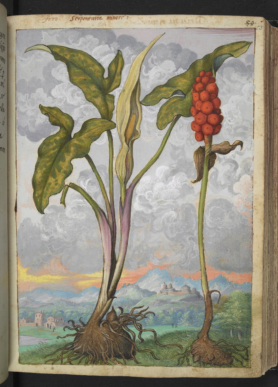 Arum italicum, Gherardo Cibon teoksesta "Paintings of Flora of the Roman States", Lisää MS 22333, f053r, n. 1564-84 (akvarelli & guassi paperille) tekijältä Gherardo Cibo