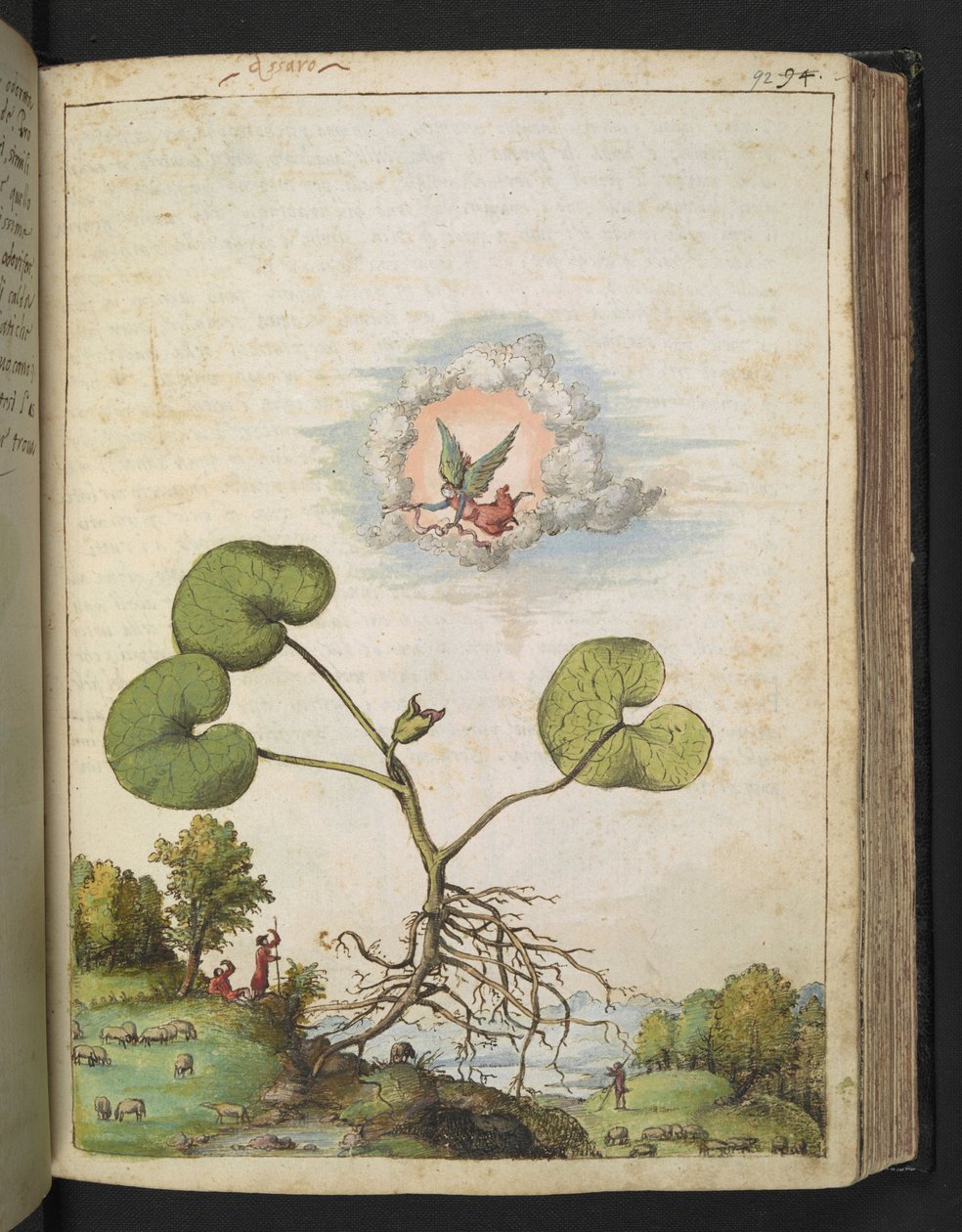 Asarum europaeum, Gherardo Cibon "Paintings of Flora of the Roman States", Lisää MS 22333, f092r, n. 1564-84 (akvarelli ja guassi paperille) tekijältä Gherardo Cibo