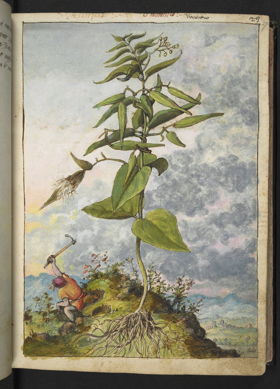 Asclepias, Gherardo Cibon "Paintings of Flora of the Roman States", Lisää MS 22333, f027r, n. 1564-84 (akvarelli ja guassi paperille) tekijältä Gherardo Cibo
