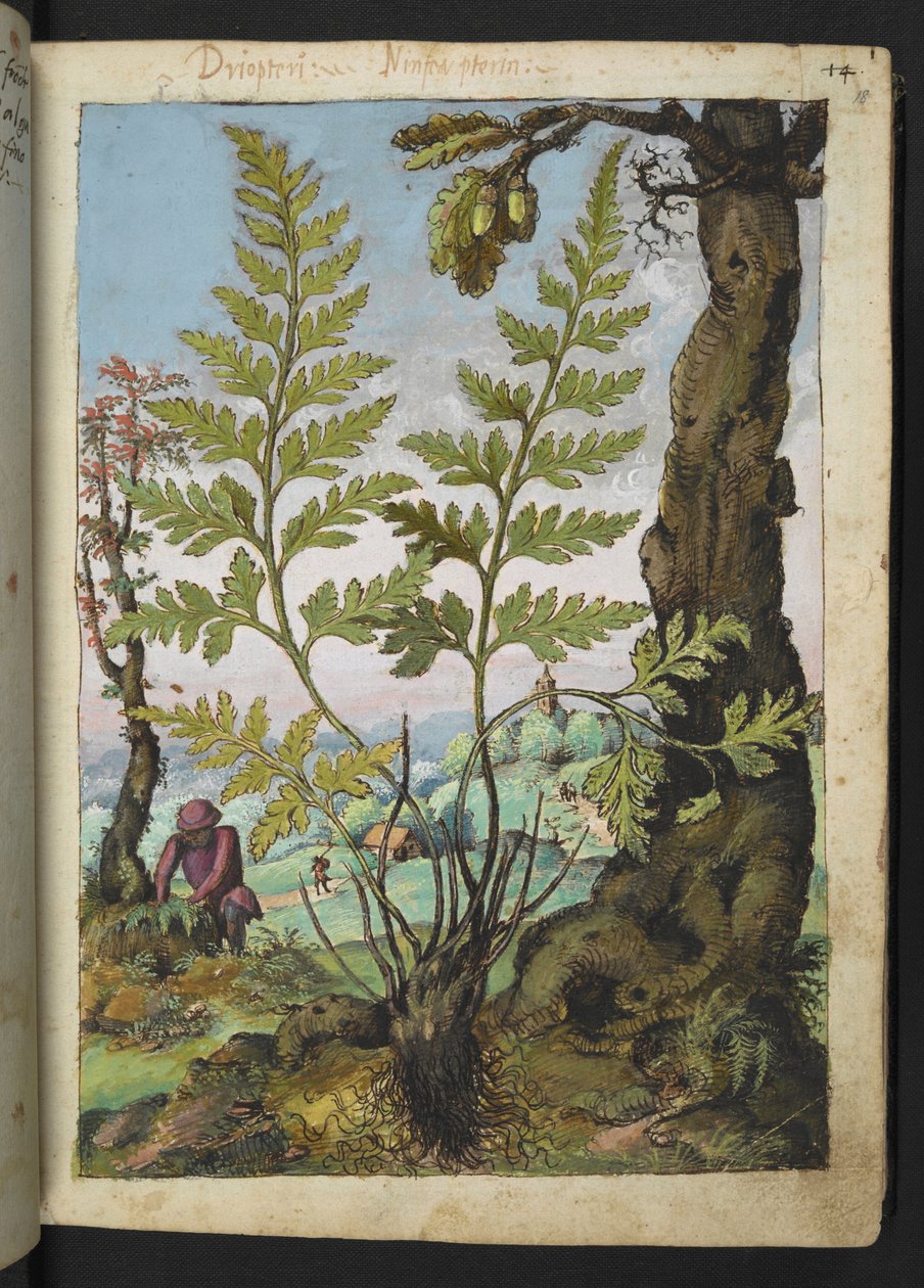 Asplenium adianthum nigrum, Gherardo Cibon "Paintings of Flora of the Roman States", Add MS 22333, f018r, c.1564-84 (akvarelli ja guassi paperille) tekijältä Gherardo Cibo