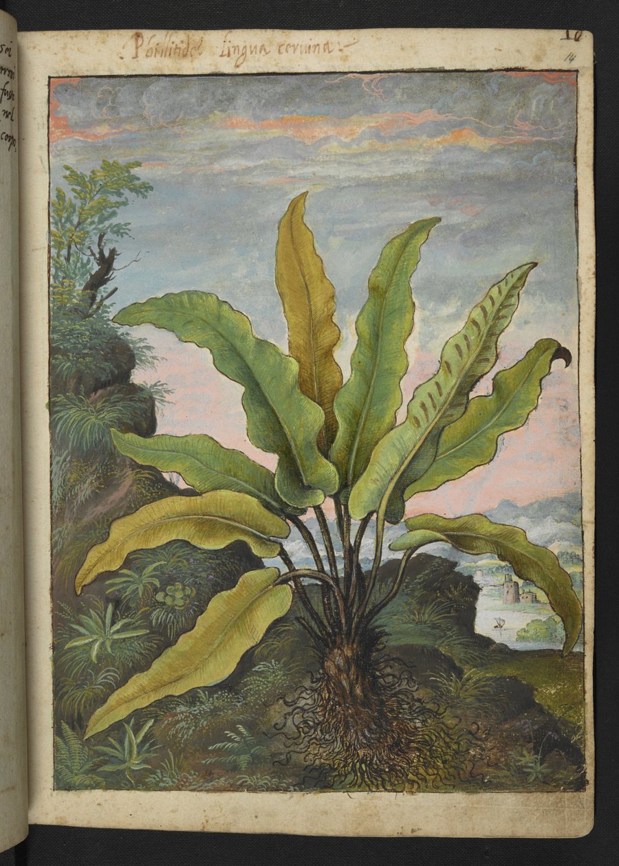 Asplenium scolopendrium, Gherardo Cibon "Paintings of Flora of the Roman States", Add MS 22333, f014r, n. 1564-84 (akvarelli ja guassi paperille) tekijältä Gherardo Cibo