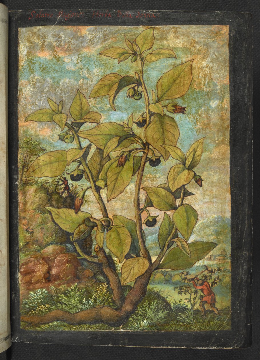 Atropa belladonna tai Atropa bella-donna, Gherardo Cibon teoksesta "Paintings of Flora of the Roman States", Add MS 22333, f005r, n. 1564-84 (akvarelli & guassi paperille) tekijältä Gherardo Cibo