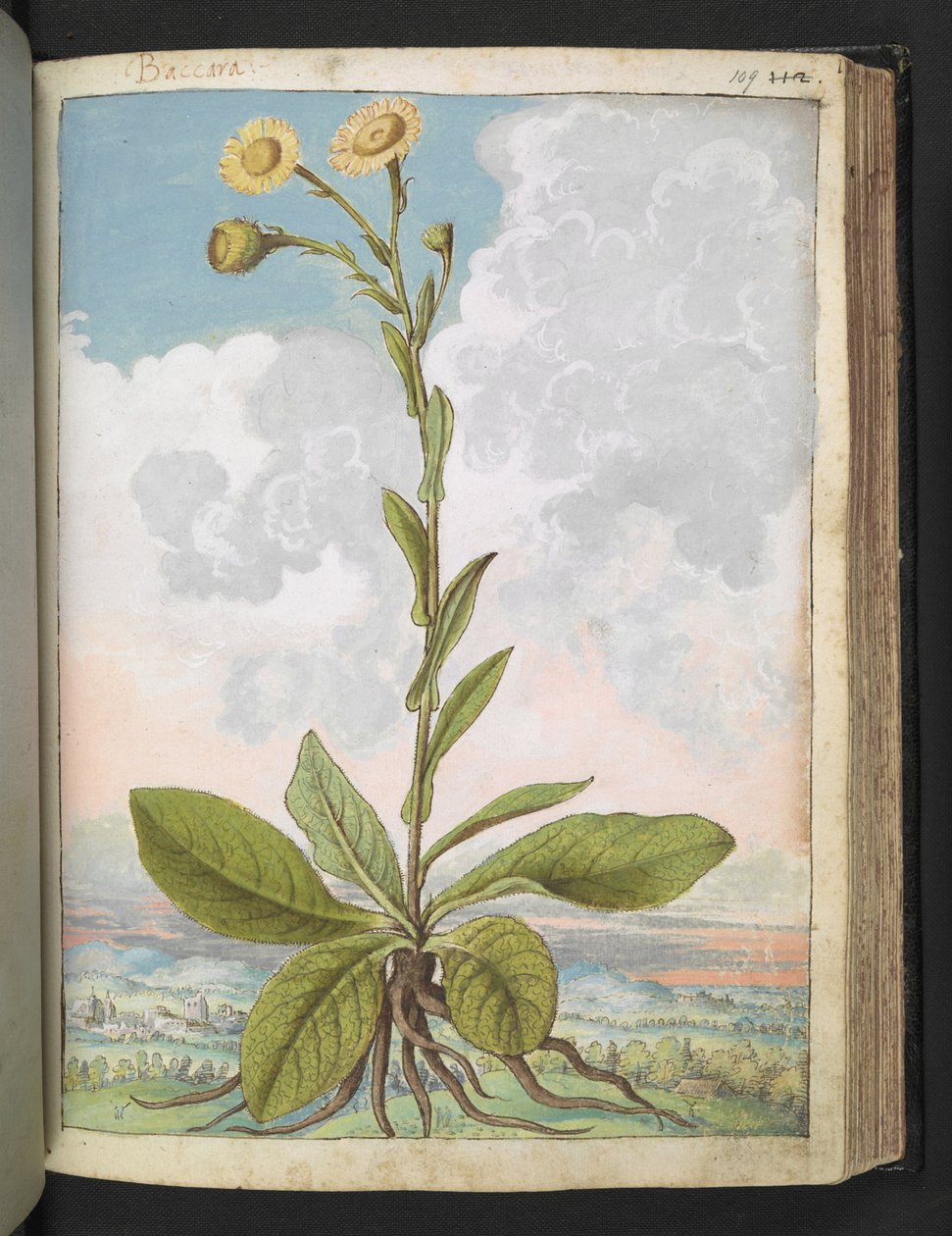 Baccara, Gherardo Cibon "Paintings of Flora of the Roman States", Lisää MS 22333, f109r, n. 1564-84 (akvarelli ja guassi paperille) tekijältä Gherardo Cibo