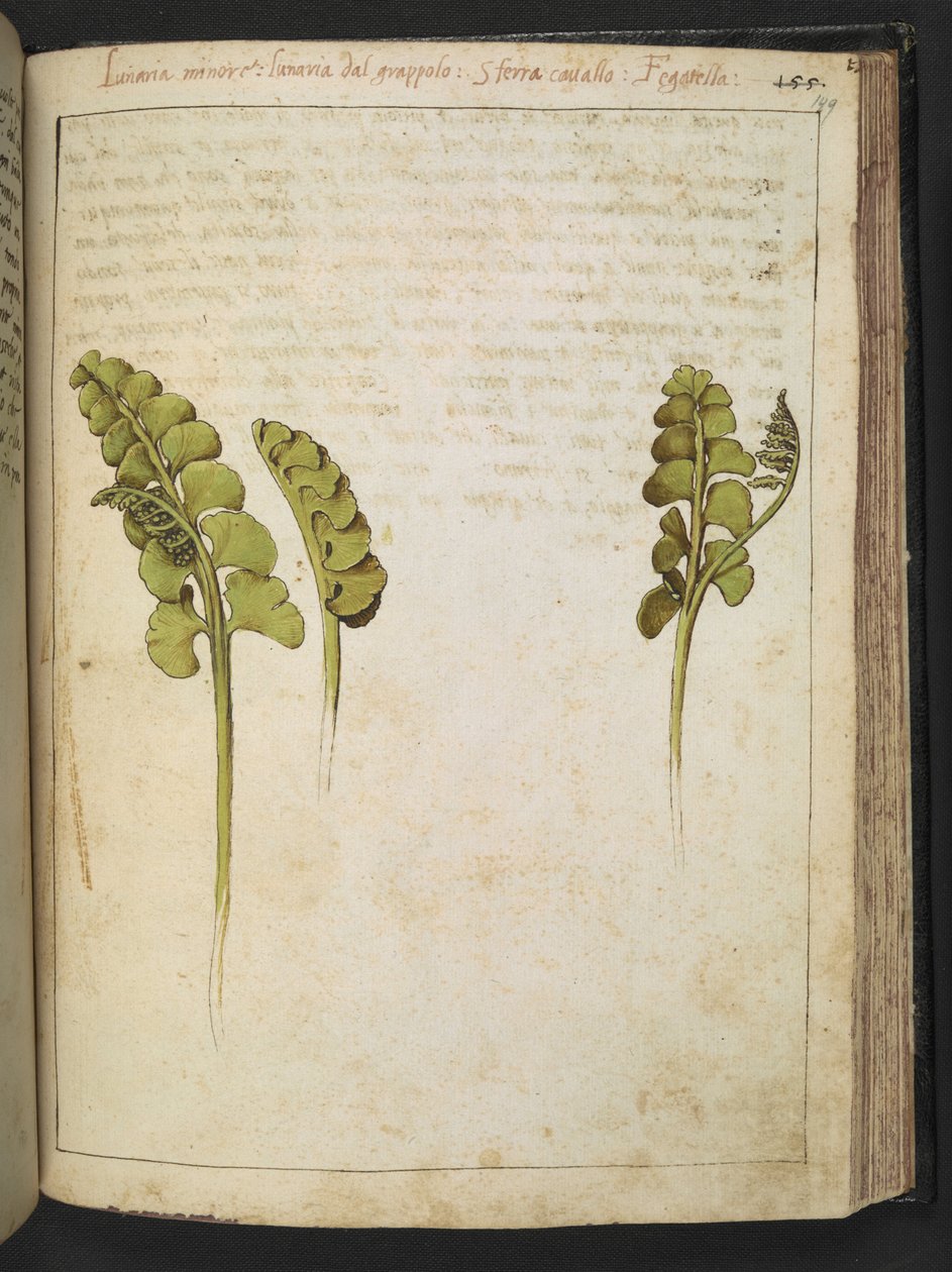 Botrychium lunaria (saniainen), Gherardo Cibon "Rooman valtioiden kasviston maalauksista", Lisää MS 22333, f149r, n. 1564-84 (akvarelli ja guassi paperille) tekijältä Gherardo Cibo