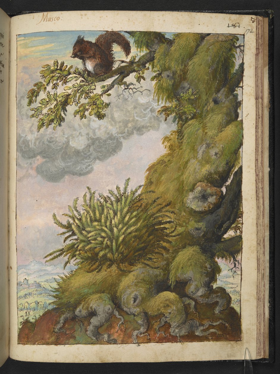 Bryofyytti (sammale) ja orava istumassa puun oksalla, Gherardo Cibon "Paintings of Flora of the Flora of the Roman States", Add MS 22333, f172r, c.1564-84 (akvarelli & guassi paperille) tekijältä Gherardo Cibo