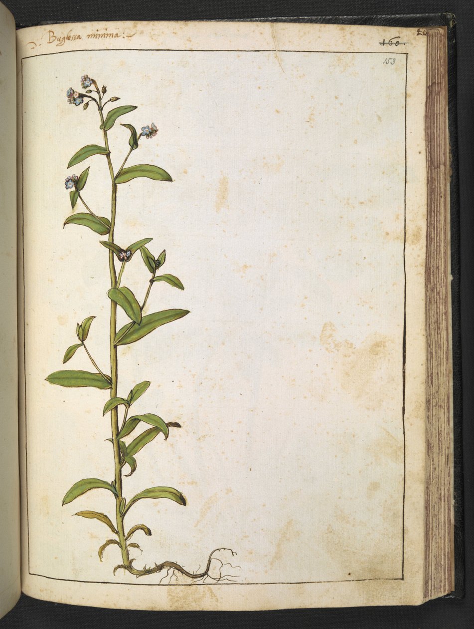 Buglossa, Anchusa azurea (Loddon Royalist), Gherardo Cibon teoksesta "Paintings of Flora of the Roman States", Lisää MS 22333, f153r, n. 1564-84 (akvarelli ja guassi paperille) tekijältä Gherardo Cibo