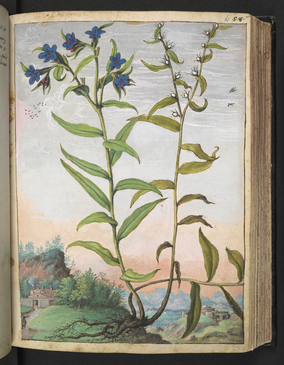 Buglossoides purpurocaerulea , Gherardo Cibon "Paintings of Flora of the Roman States", Lisää MS 22333, f061r, n. 1564-84 (akvarelli ja guassi paperille) tekijältä Gherardo Cibo