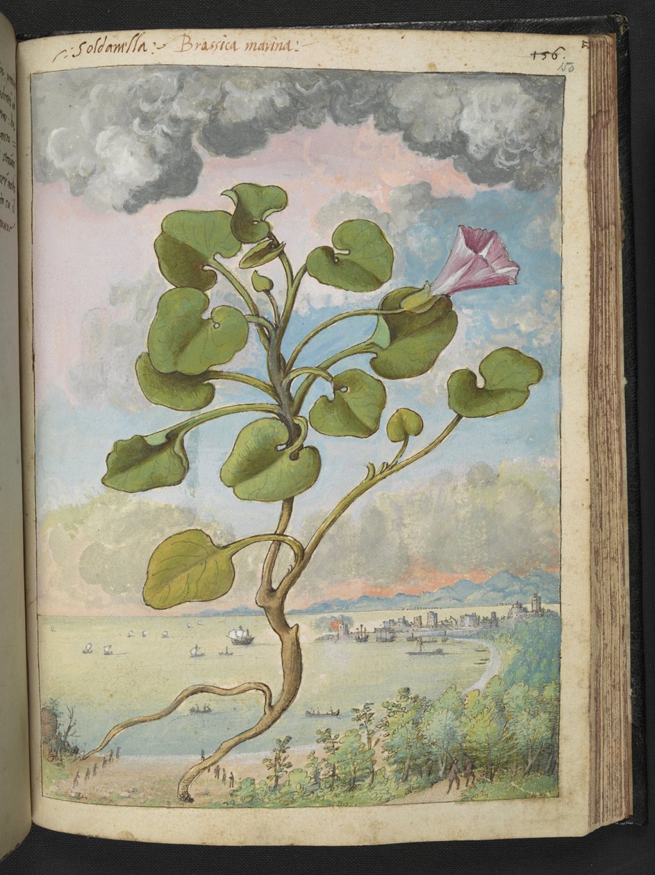 Calystegia soldanella, Gherardo Cibon "Paintings of Flora of the Roman States", Add MS 22333, f150r, n. 1564-84 (akvarelli & guassi paperille) tekijältä Gherardo Cibo
