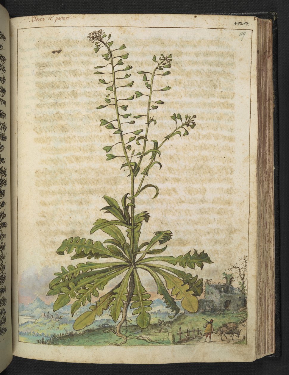 aCapsella bursa-pastoris, Gherardo Cibon "Rooman valtioiden kasviston maalauksista", Lisää MS 22333, f119r, n. 1564-84 (akvarelli ja guassi paperille) tekijältä Gherardo Cibo