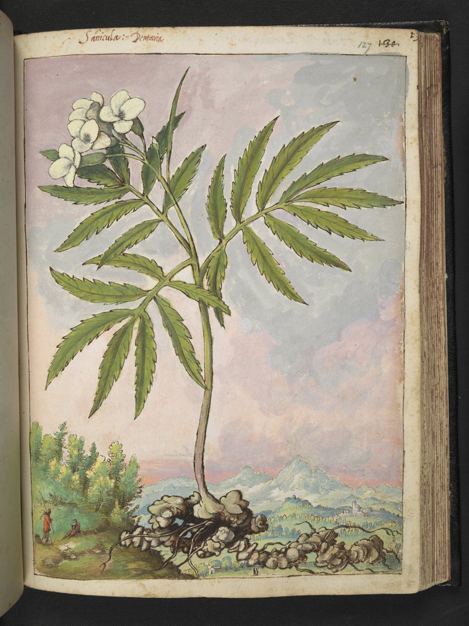 Cardamine heptaphylla, Gherardo Cibon "Paintings of Flora of the Flora of the Roman States", Add MS 22333, f127r, n. 1564-84 (akvarelli & guassi paperille) tekijältä Gherardo Cibo