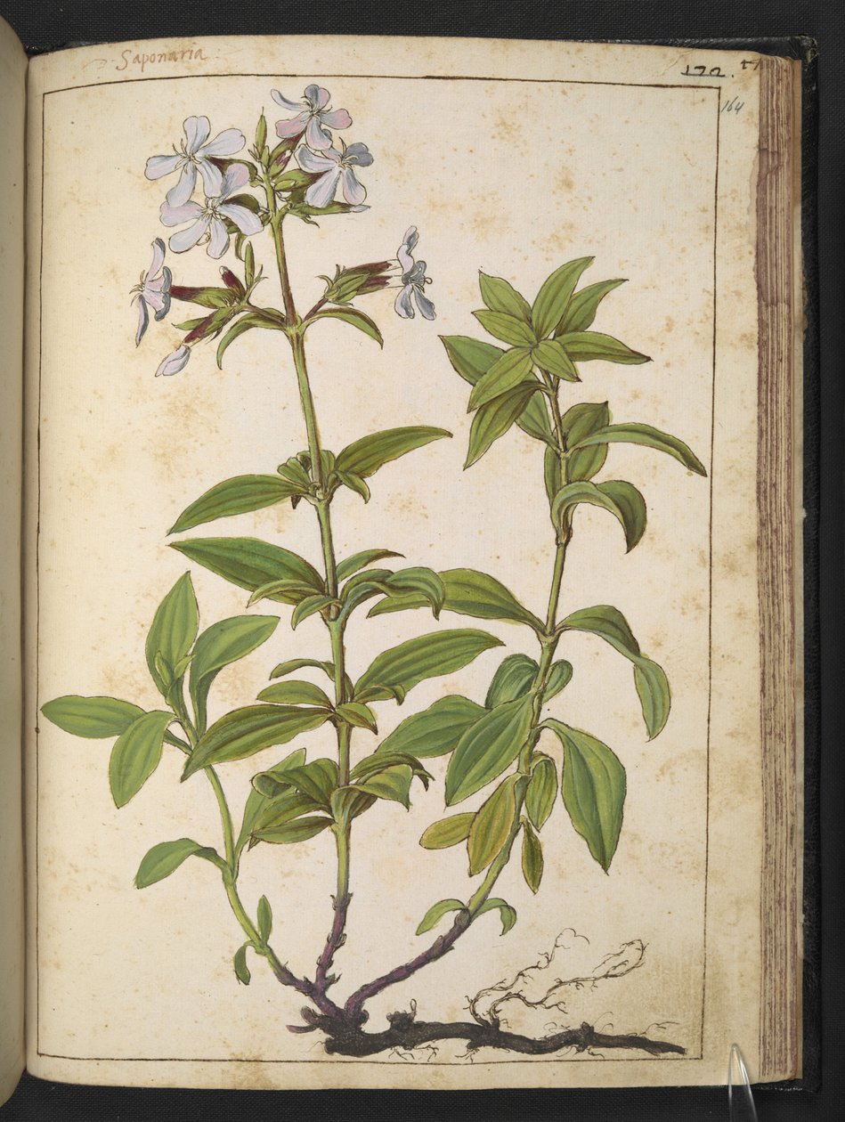 Caryophyllaceae (Soapwort): kukkivien kasvien suku vaaleanpunaiseen perheeseen, Gherardo Cibon teoksesta "Paintings of Flora of the Roman States", Add MS 22333, f164r, n. 1564-84 (akvarelli ja guassi paperille) tekijältä Gherardo Cibo