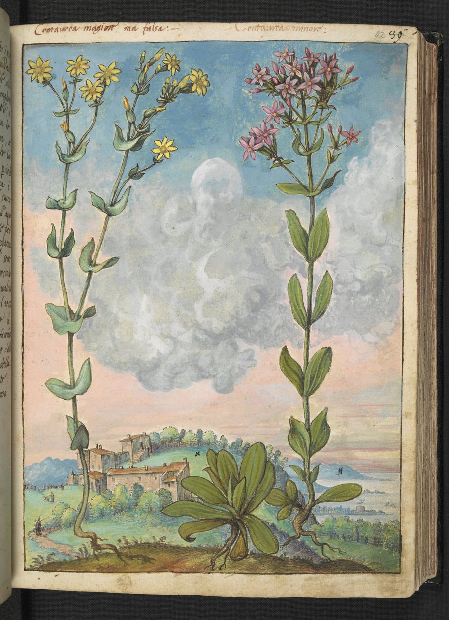 Centaurium erythraea, Gherardo Cibon teoksesta "Paintings of Flora of the Roman States", Lisää MS 22333, f042r, n. 1564-84 (akvarelli ja guassi paperille) tekijältä Gherardo Cibo