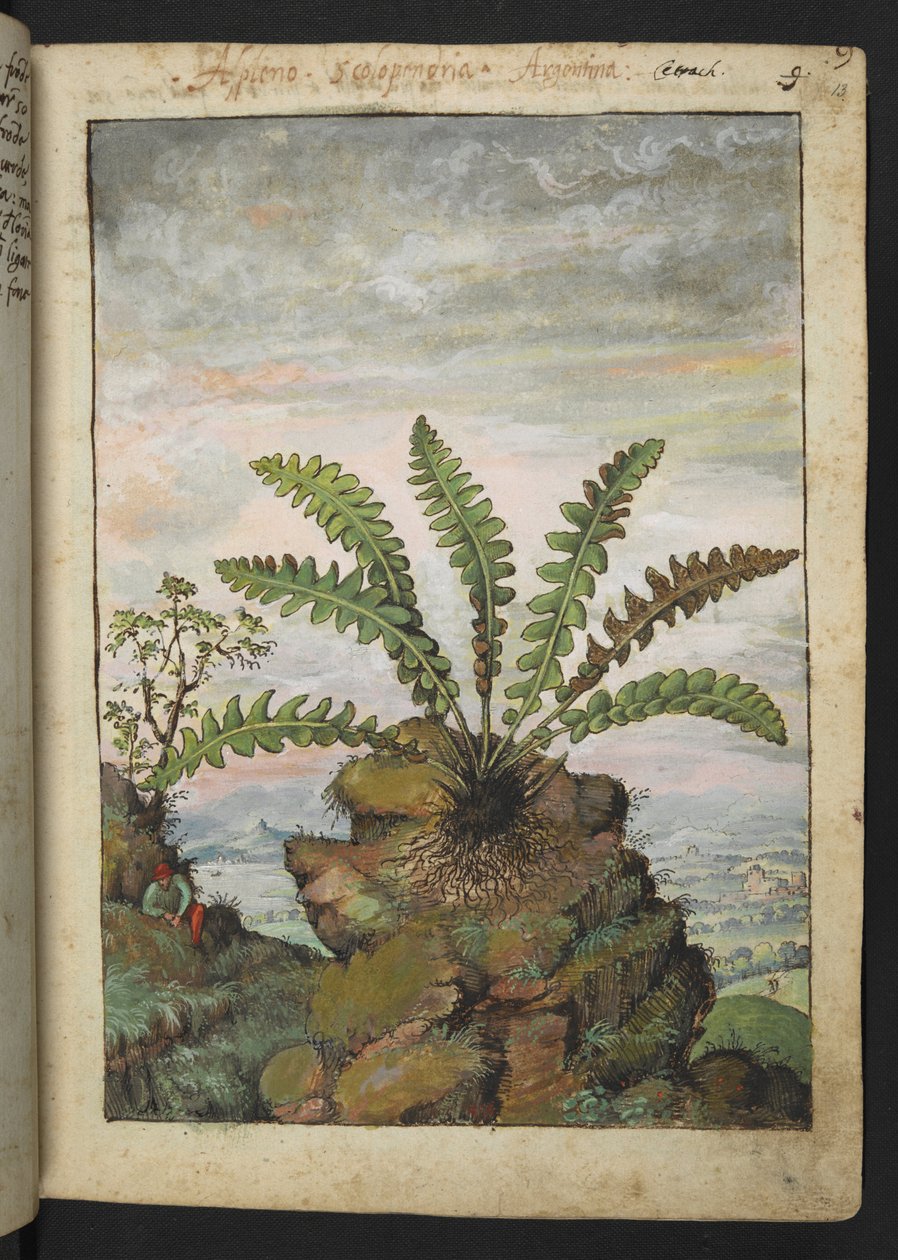 Ceterach officinarum, Gherardo Cibon "Paintings of Flora of the Roman States", Add MS 22333, f013r, n. 1564-84 (akvarelli ja guassi paperille) tekijältä Gherardo Cibo