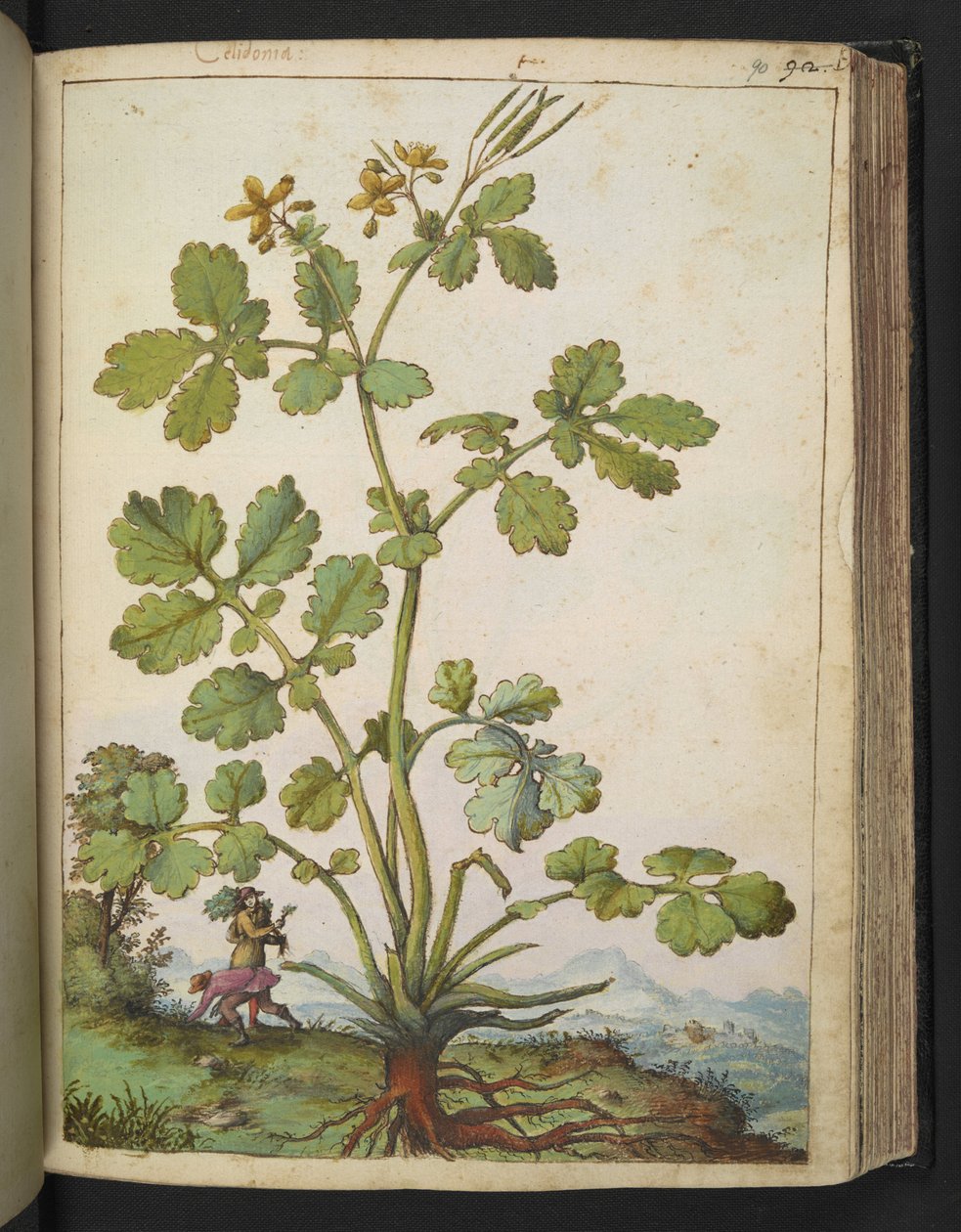 Chelidonium majus, Gherardo Cibon "Paintings of Flora of the Roman States", Add MS 22333, f090r, n. 1564-84 (akvarelli & guassi paperille) tekijältä Gherardo Cibo
