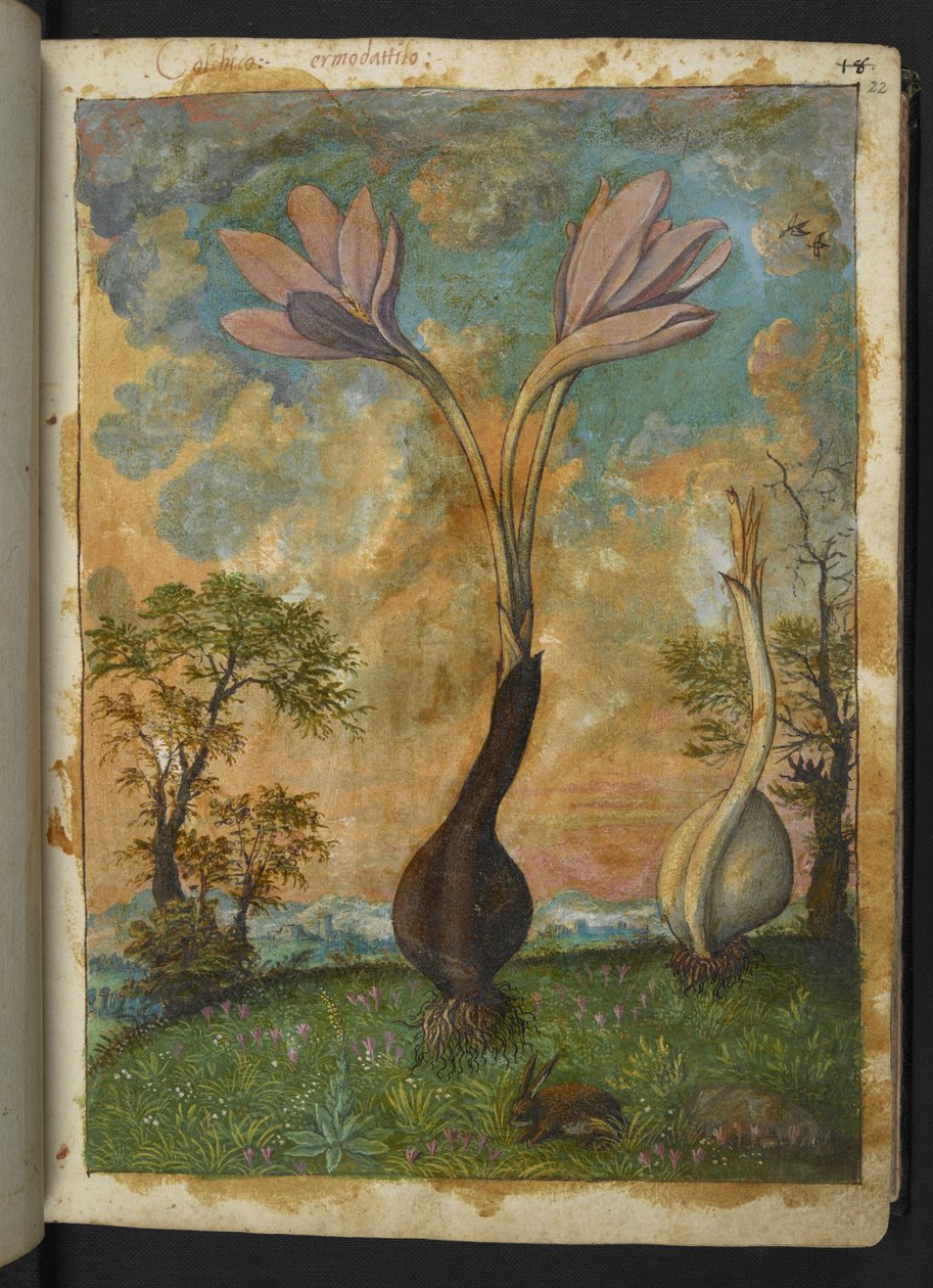 Colchicum autumnale, Gherardo Cibon "Maalauksia Rooman valtioiden kasvillisuudesta", Lisää MS 22333, f022r, n. 1564-84 (akvarelli ja guassi paperille) tekijältä Gherardo Cibo