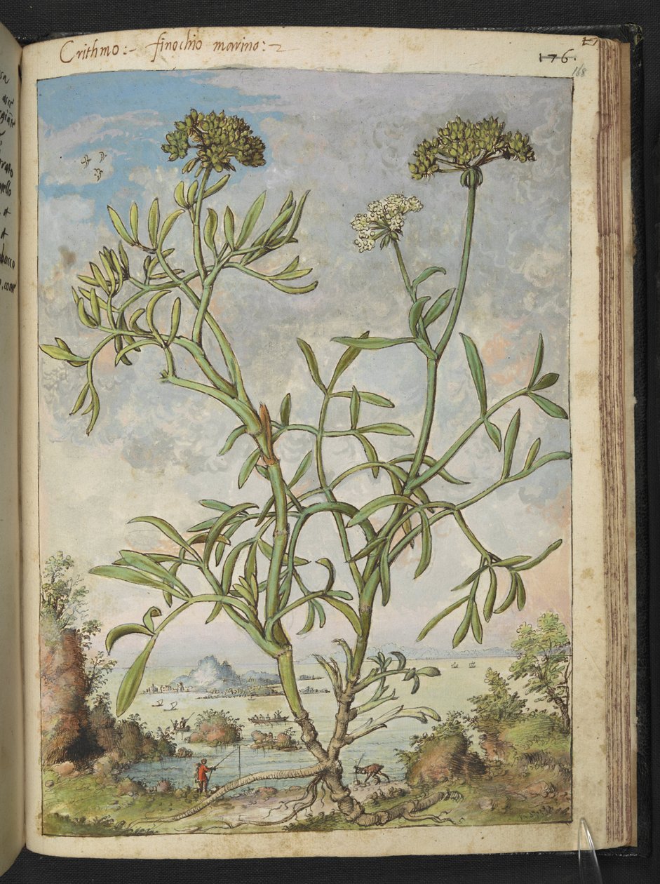 Crithmum maritimum, mahdollisesti Crithmum, Gherardo Cibon "Paintings of Flora of the Flora of the Roman States", Add MS 22333, f168r, n. 1564-84 (akvarelli ja guassi paperille) tekijältä Gherardo Cibo