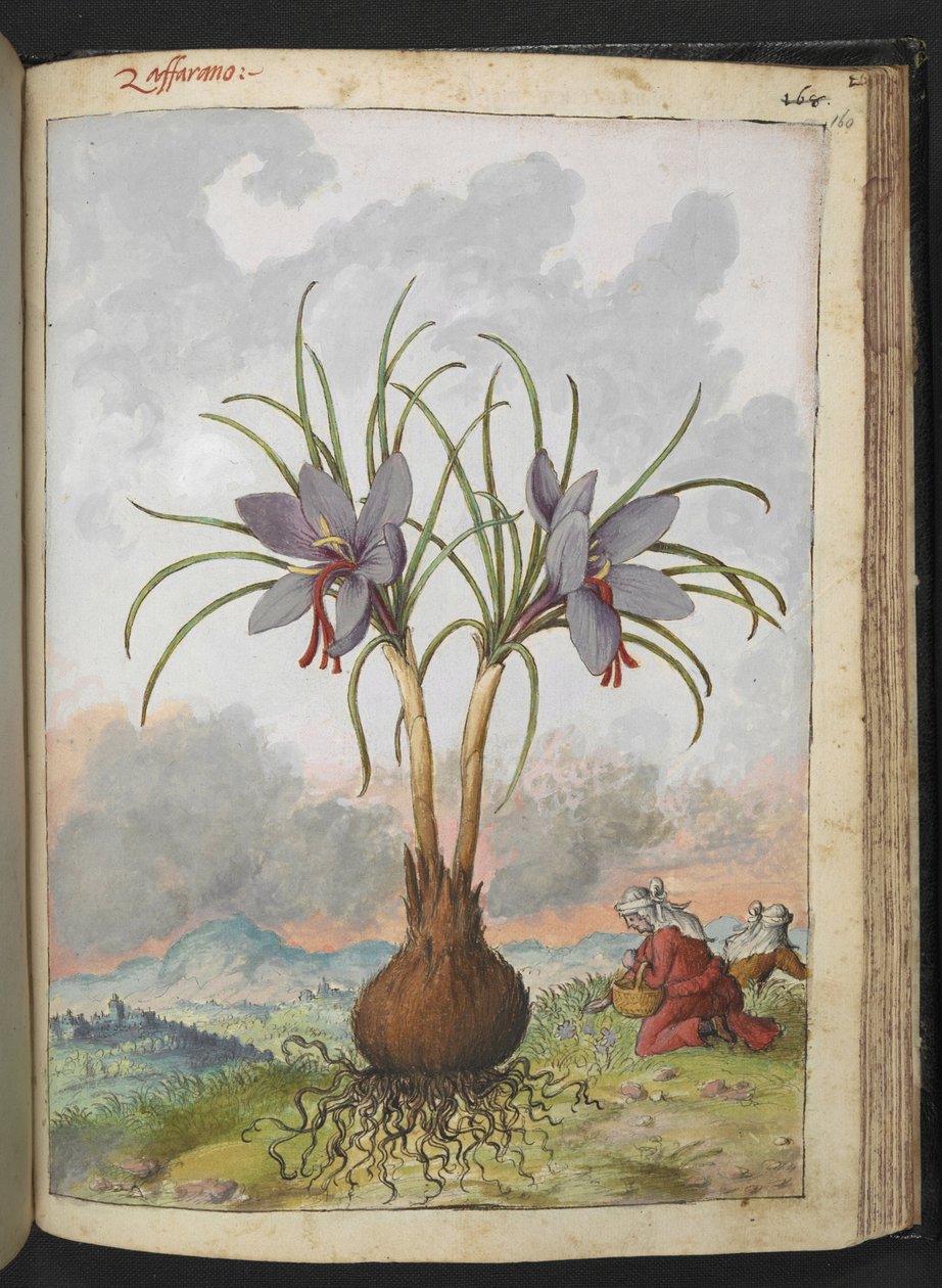 Crocus sativus (Sahrami), Gherardo Cibon "Maalauksia Rooman valtioiden kasvillisuudesta", Lisää MS 22333, f160r, n. 1564-84 (akvarelli ja guassi paperille) tekijältä Gherardo Cibo