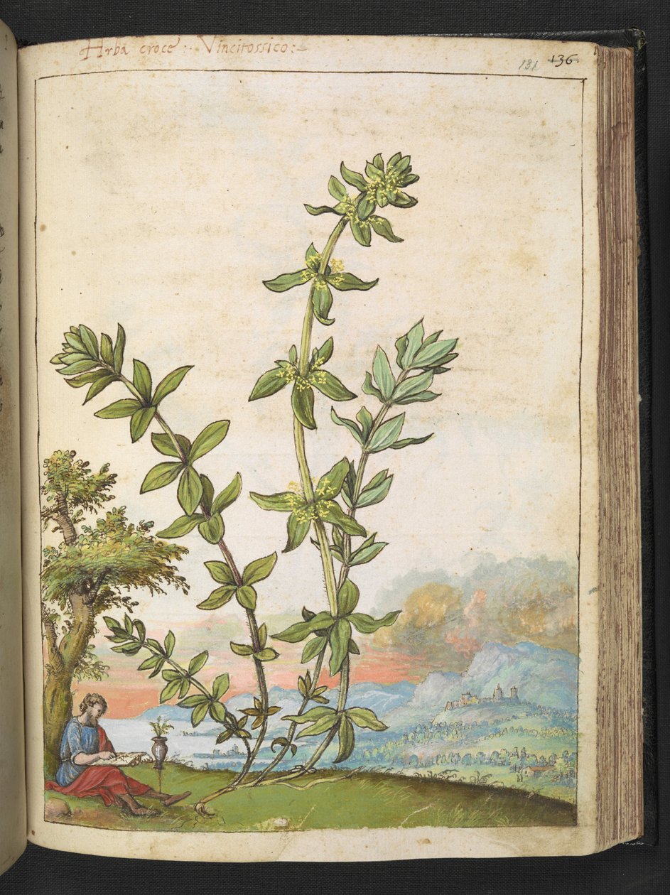 Cruciata laevipes, Gherardo Cibon teoksesta "Paintings of Flora of the Roman States", Lisää MS 22333, f131r, n. 1564-84 (akvarelli ja guassi paperille) tekijältä Gherardo Cibo