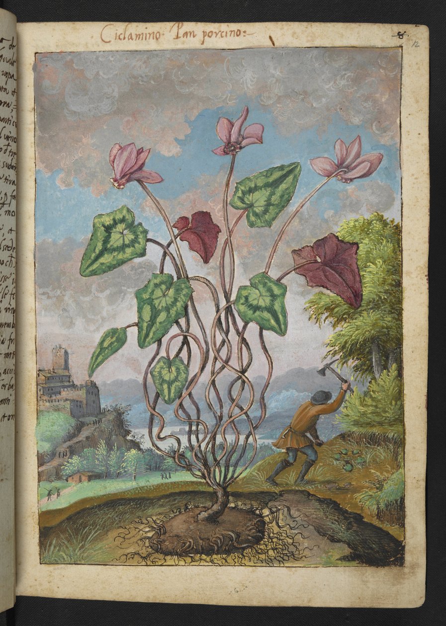 Cyclamen hederifolium, Gherardo Cibon "Paintings of Flora of the Roman States", Add MS 22333, f012r, n. 1564-84 (akvarelli & guassi paperille) tekijältä Gherardo Cibo