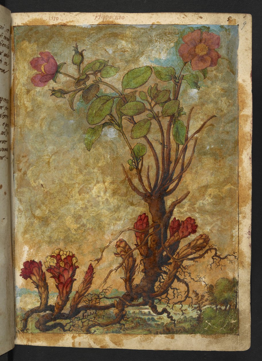 Cytinus hypocistis, Gherardo Cibon teoksesta "Paintings of Flora of the Roman States", Add MS 22333, f009r, n. 1564-84 (akvarelli ja guassi paperille) tekijältä Gherardo Cibo